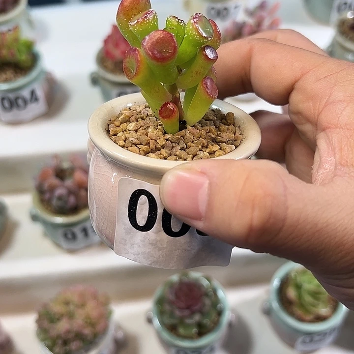 吸财树005 一物一拍！