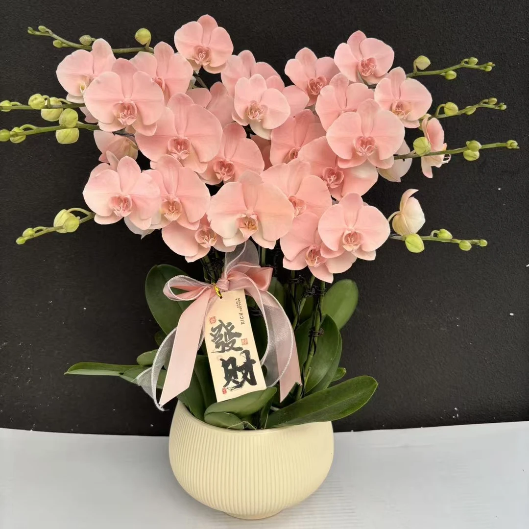 简香（火烈鸟）稀有花色喷色晕染工艺蝴蝶兰鲜花高级盆栽观花花卉