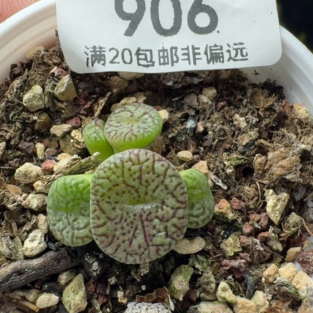 带盆土。  墨。