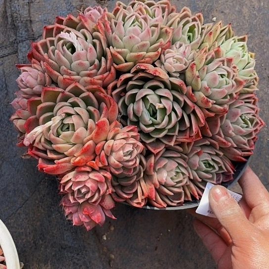 用****3粉女巫1476多肉