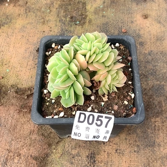 星娜塔缀化057 亏本处理退款拉黑7-8天发货