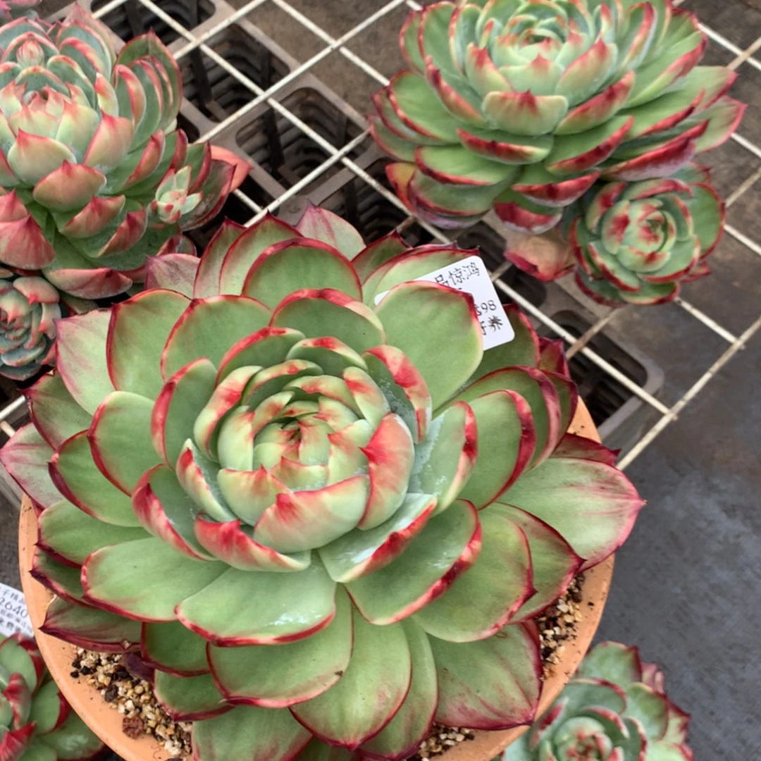 小***庄2635。多肉植物惊鸿20厘米