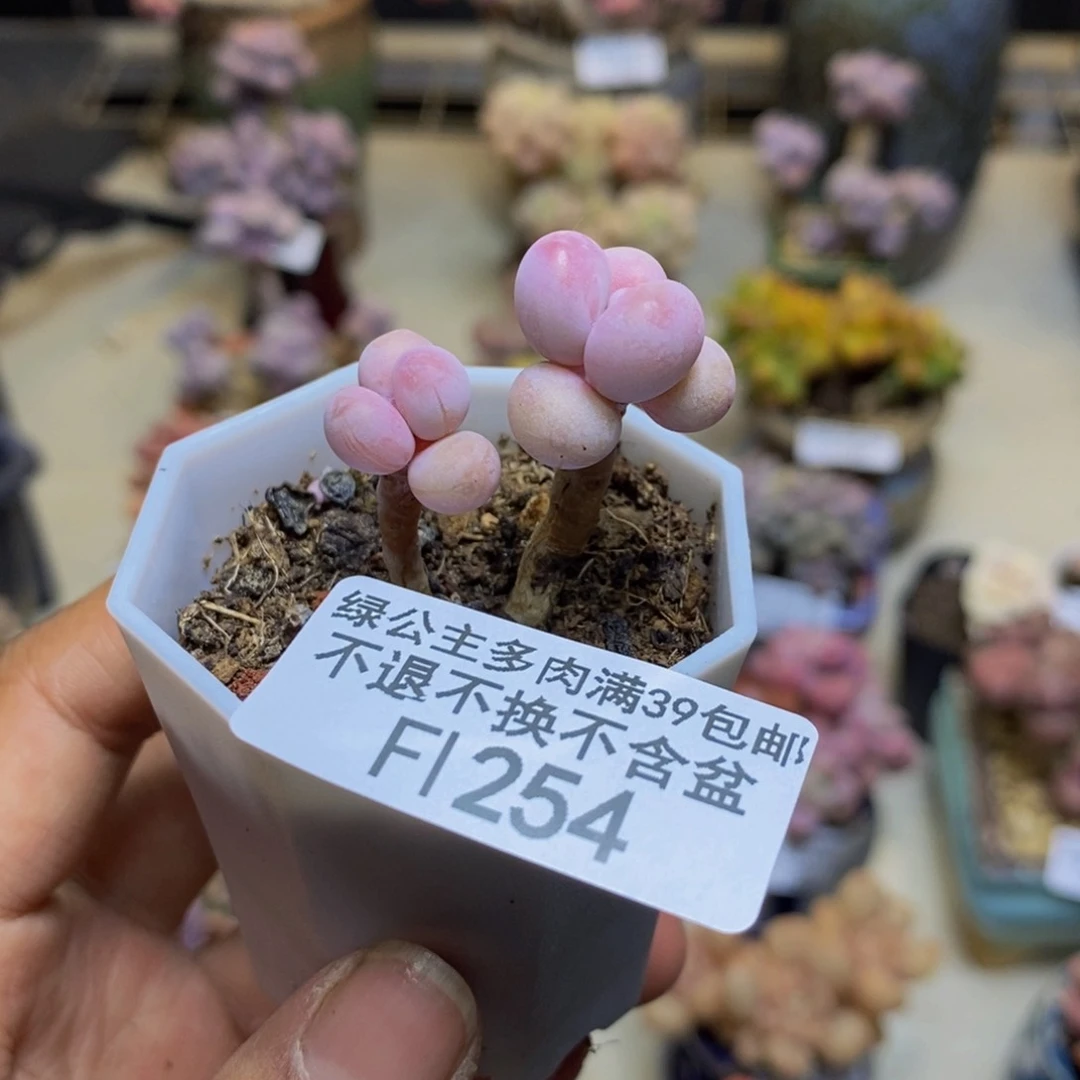 254糖果桃蛋多肉2c m