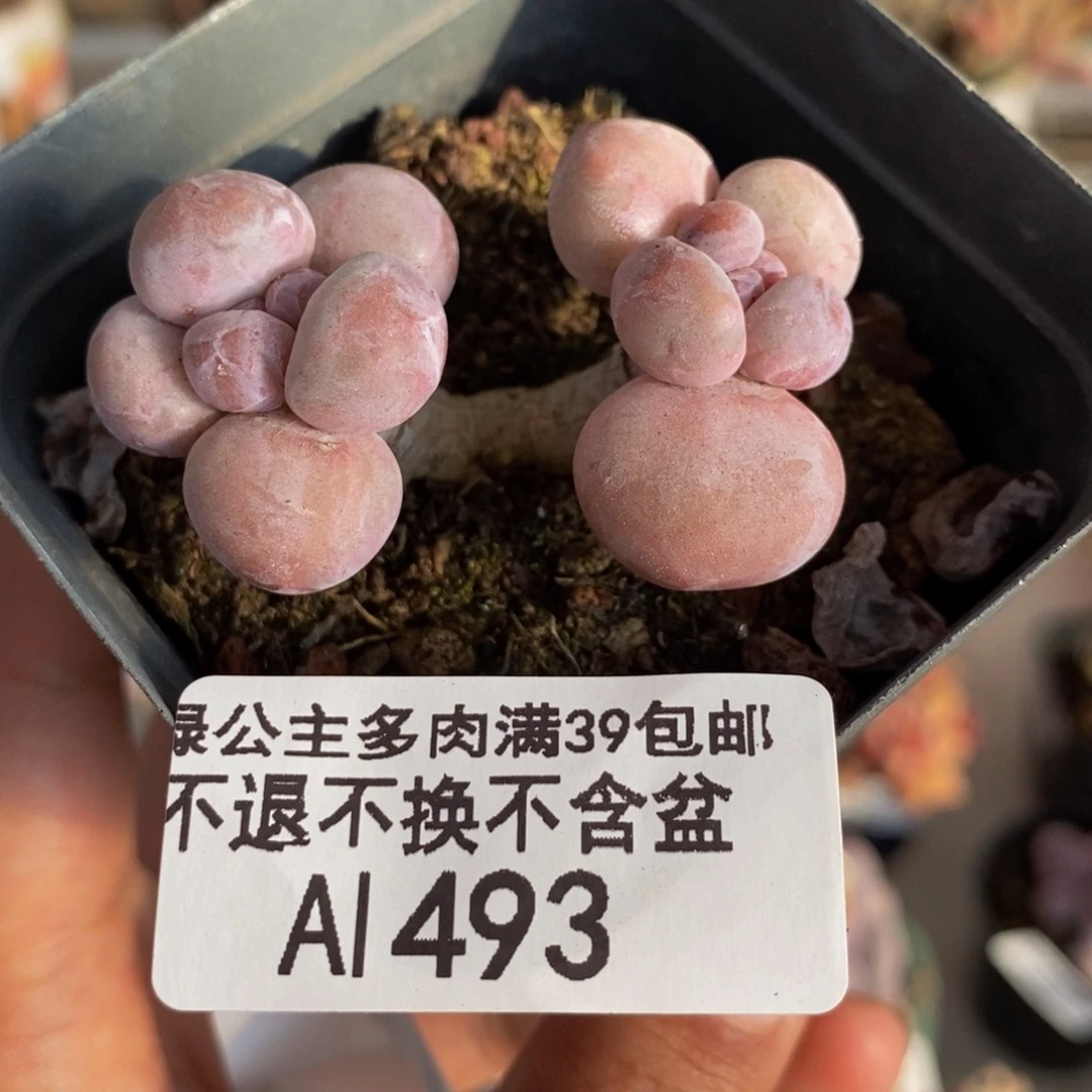 493香玉多肉肉3c m