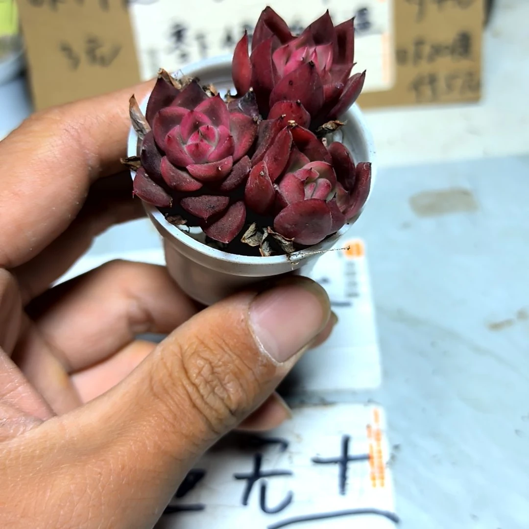 满6元包邮，稀有品种罗宾杂交三颗小小小