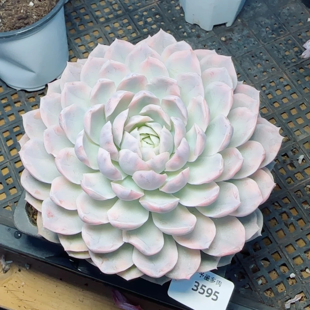 雪球锦，3595多肉植物