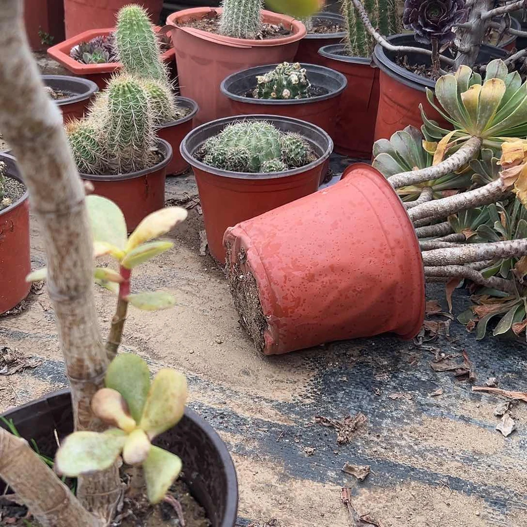 多肉植物多肉植物