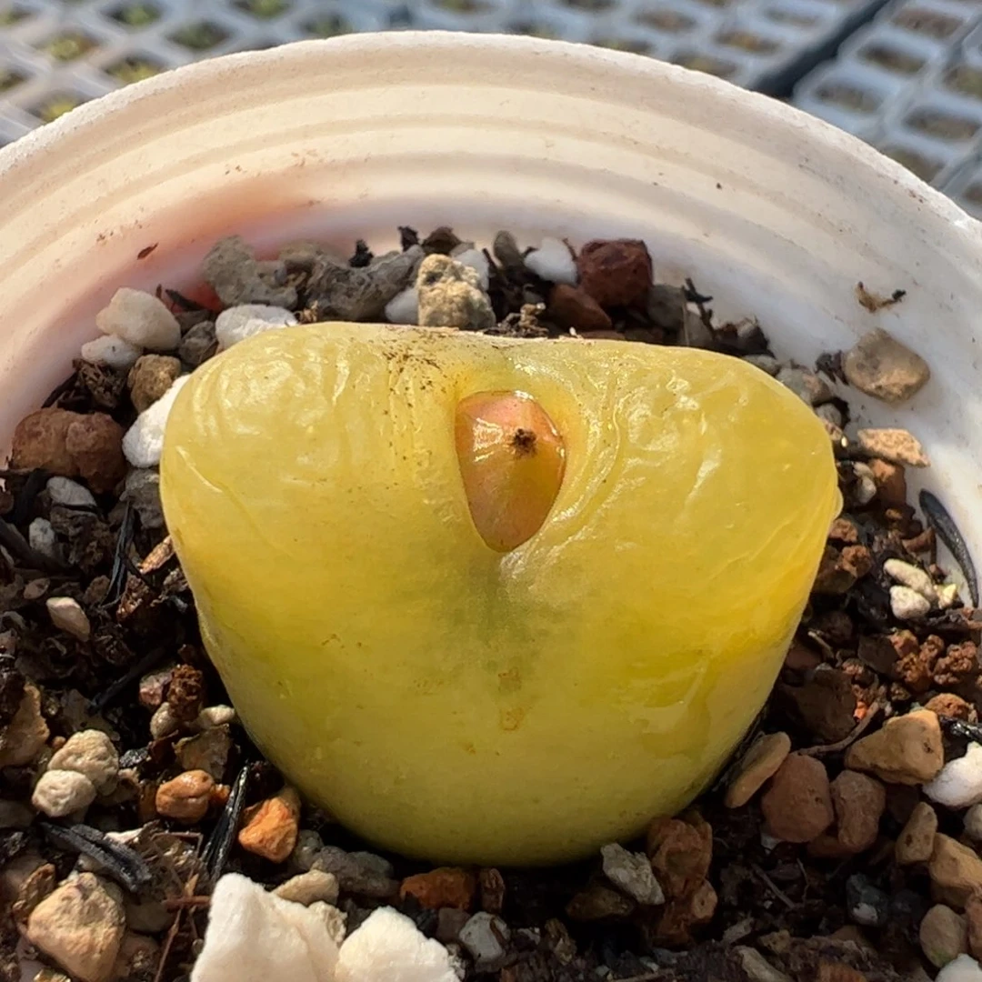 078多肉植物百科