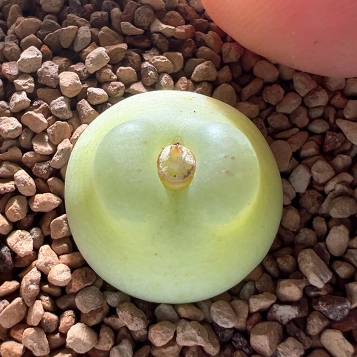 A536.  优选四年1.8大尺寸。 腰子窗拉登