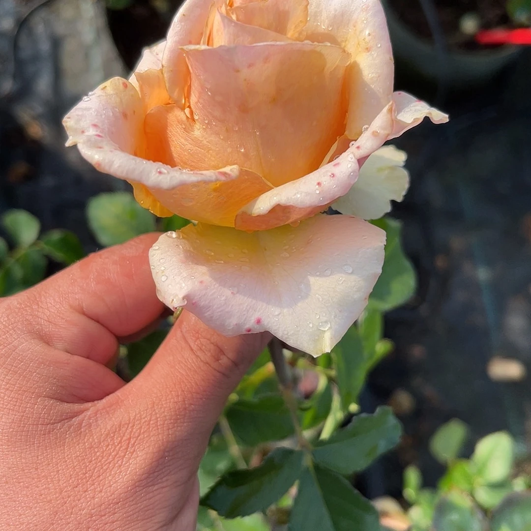 无花朵———-戈比 福利款