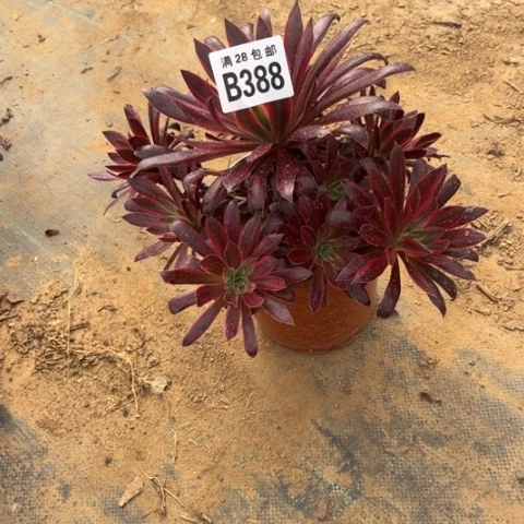 388孔雀锦不包断枝