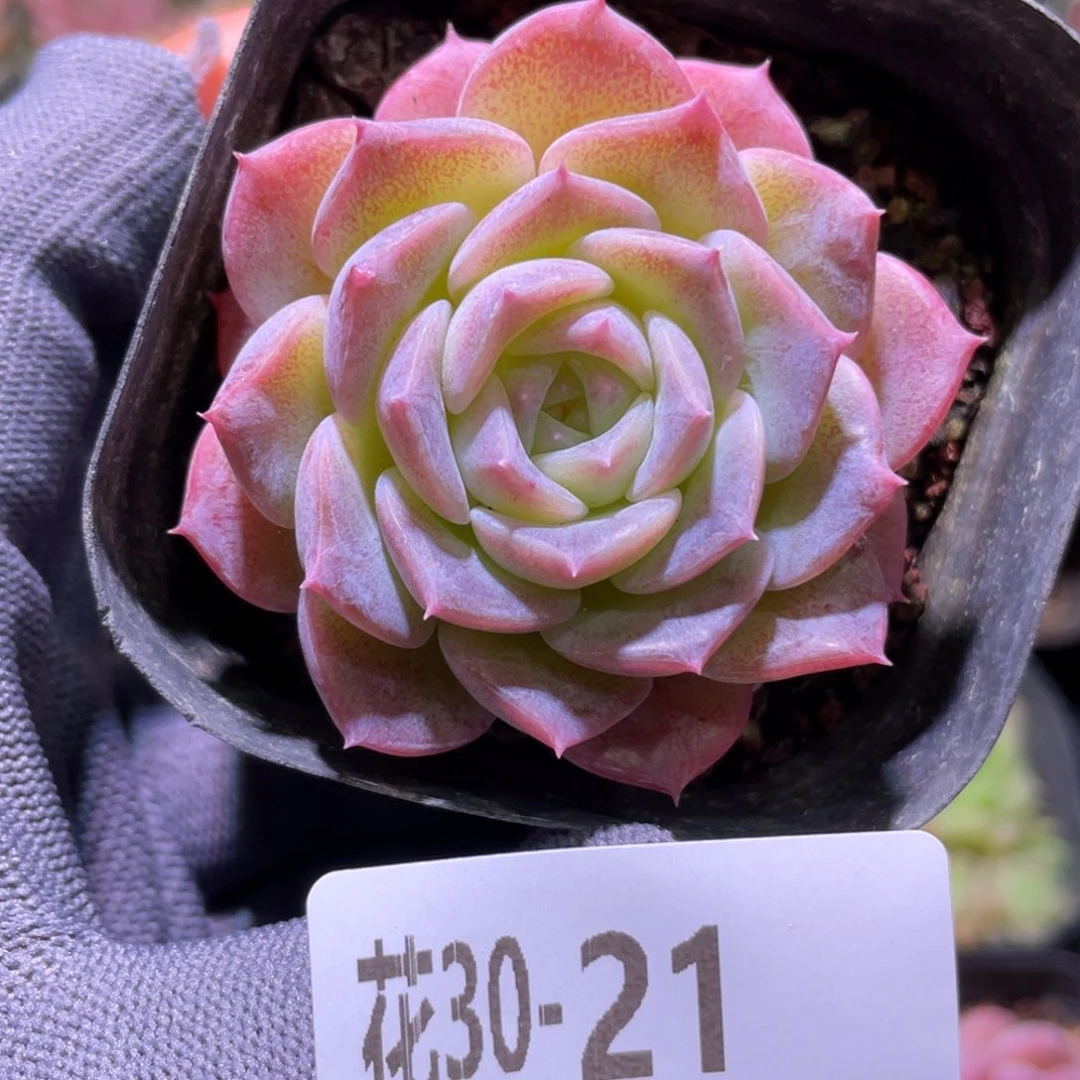花利美30-21纯爱