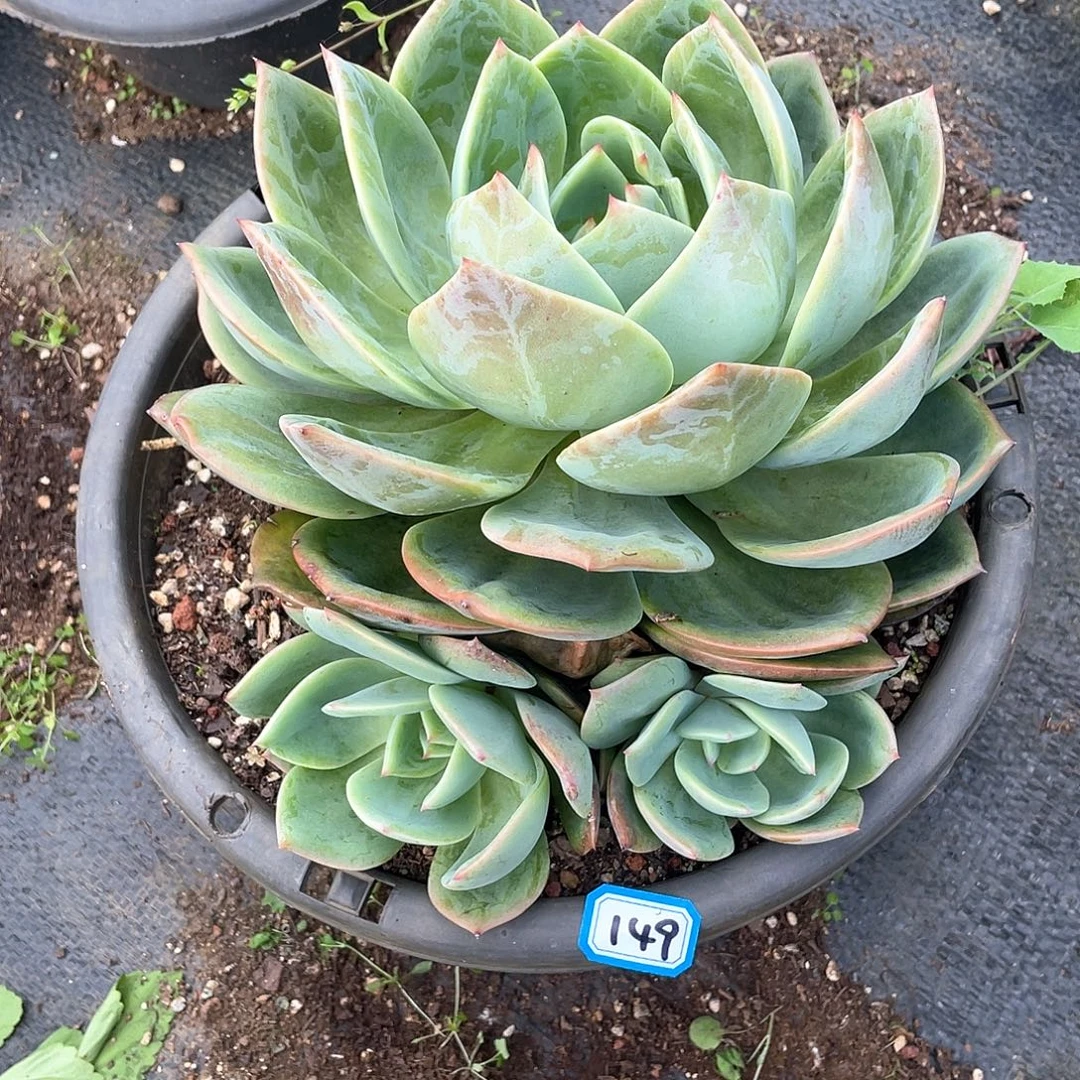 149凤杂 一物一拍多肉