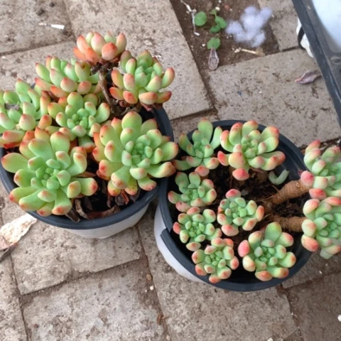 蓝苹果。