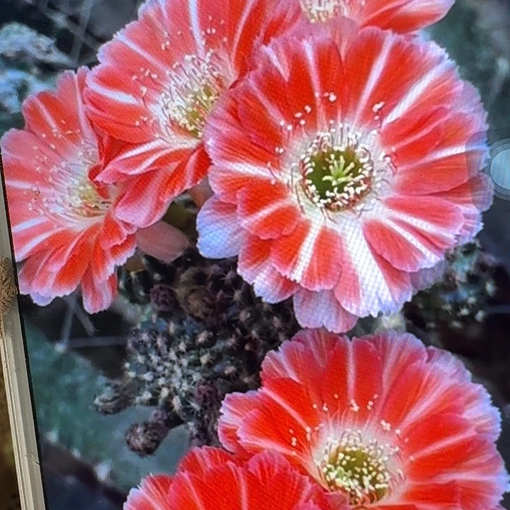百折裙侧芽3公分丽花