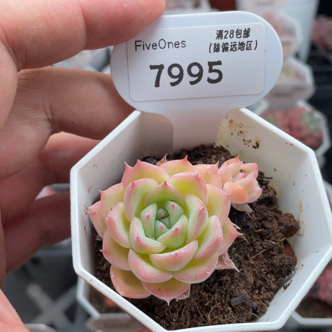 水晶玫瑰7995-5厘米