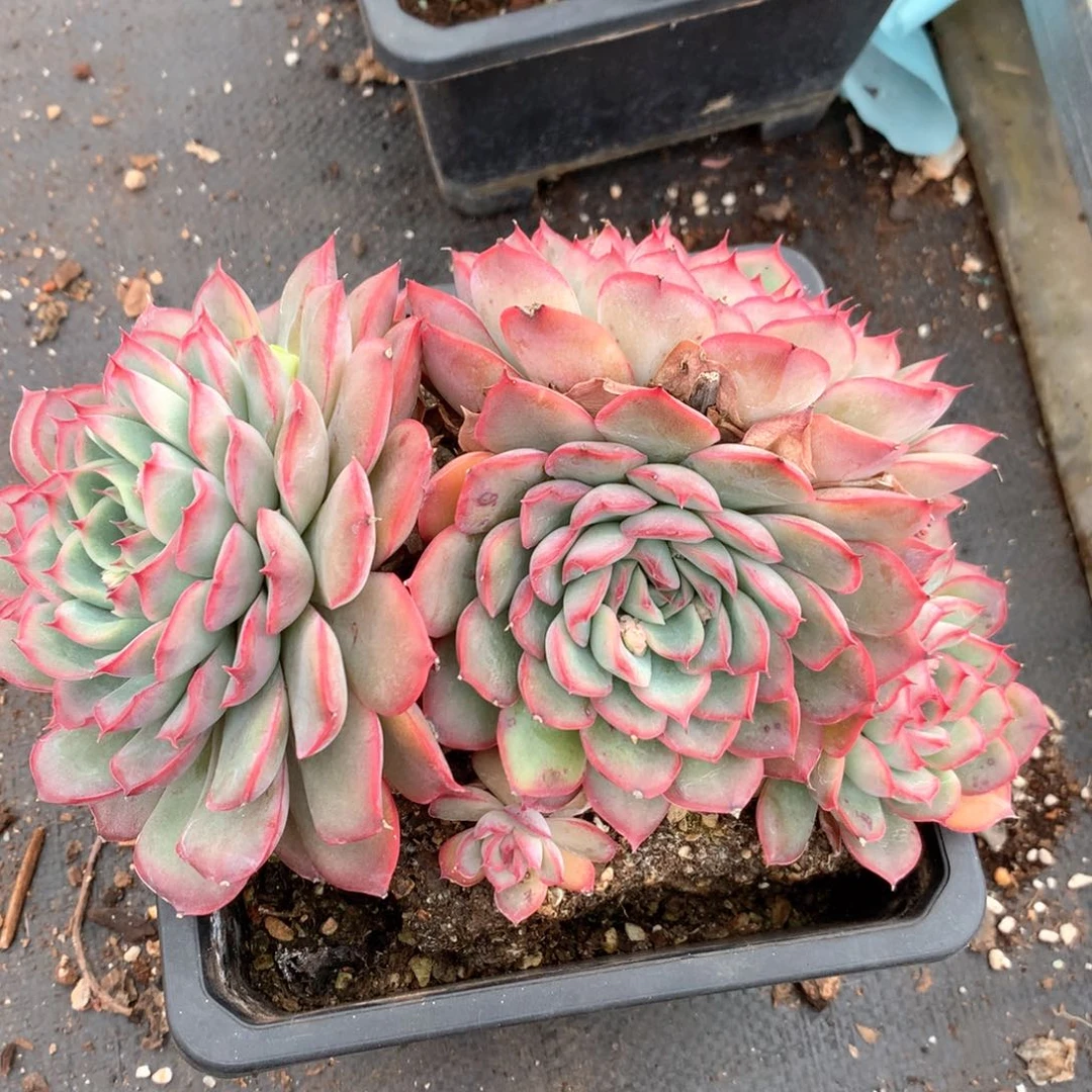 5064杂交多肉植物