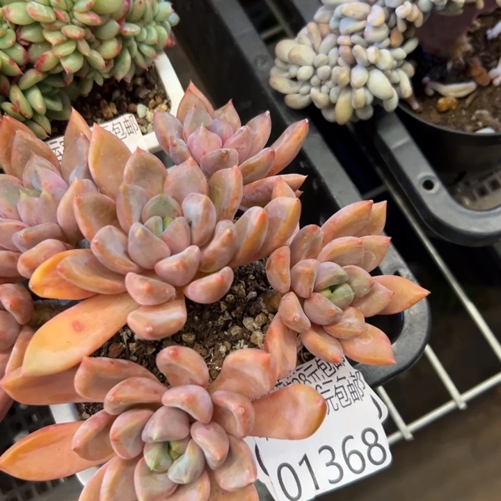 幸运的是我还没遇到幸运