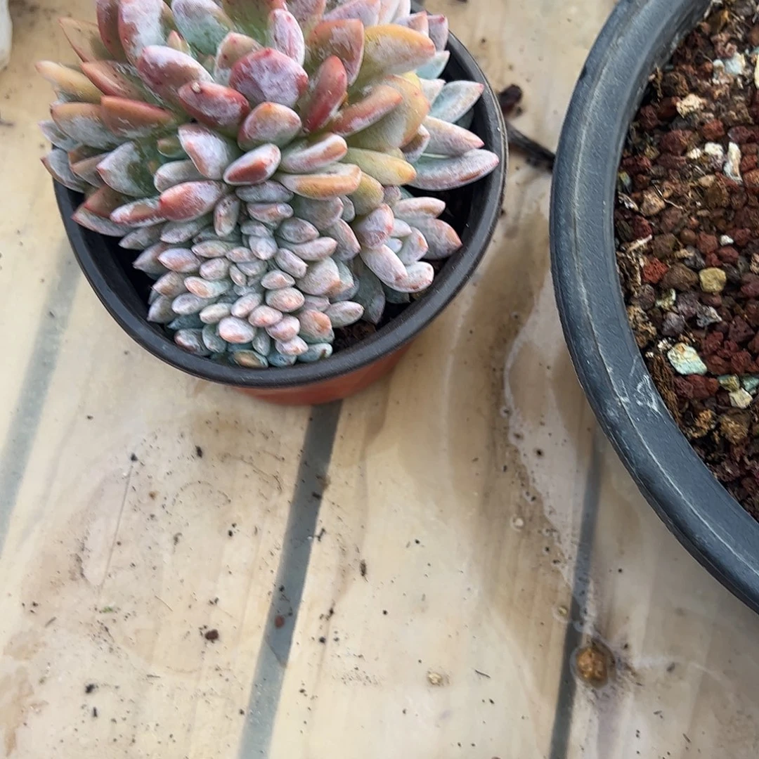 橙子缀化多肉植物