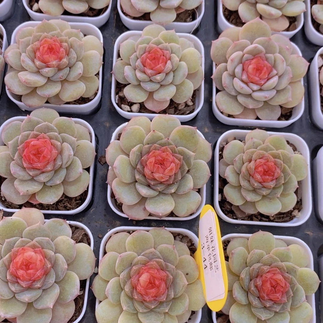 3-44-精品荔枝冰魄单头两个