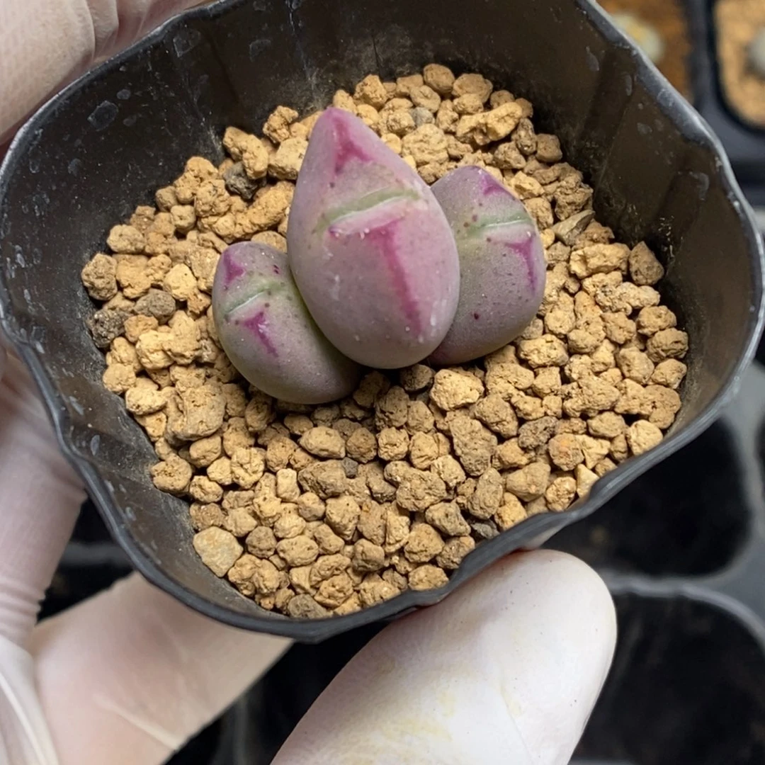 多肉植物肉锥杂交K-4696 粉将杂