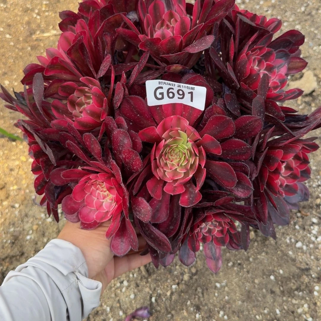 691白月光。多肉植物