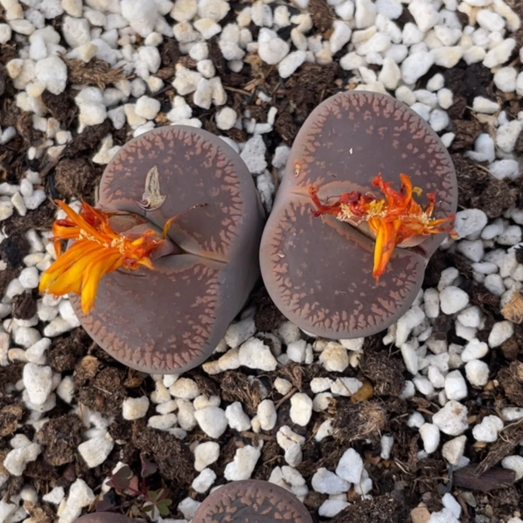 非偏远满20包邮453