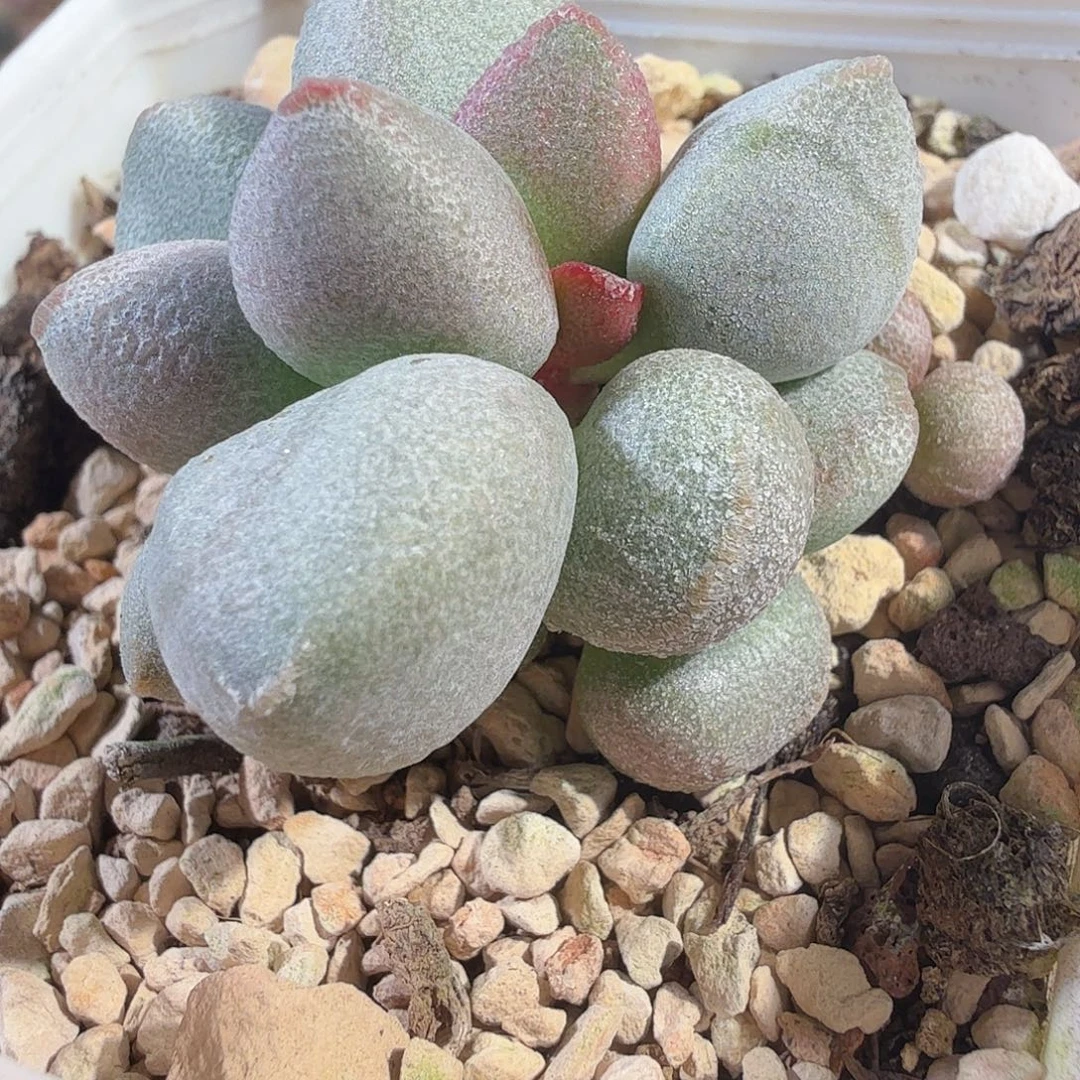 白糖豆