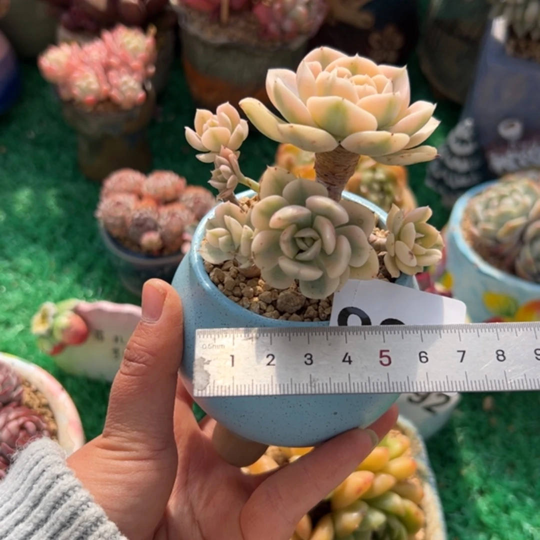 o****r266 多肉植物组合盆栽