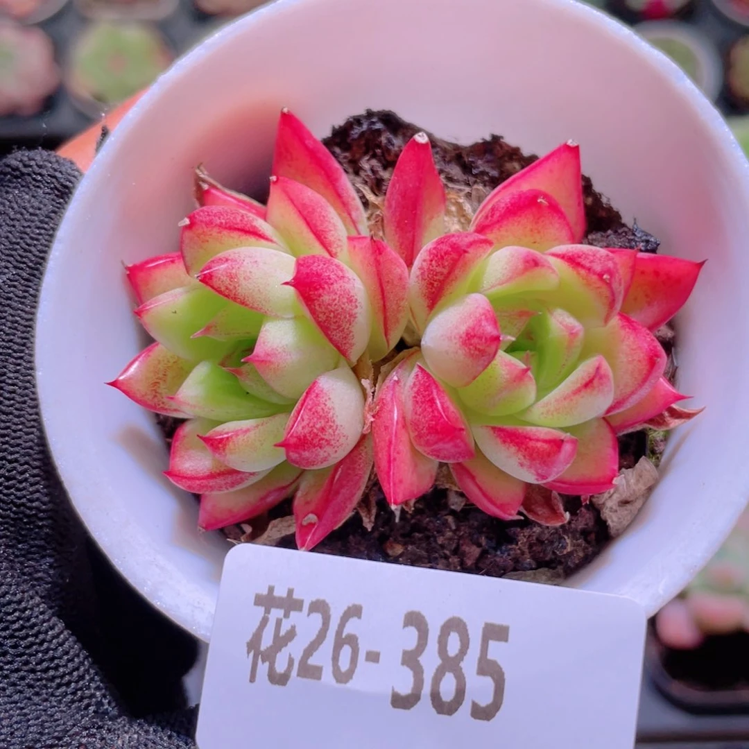花利用26-385梦幻女王