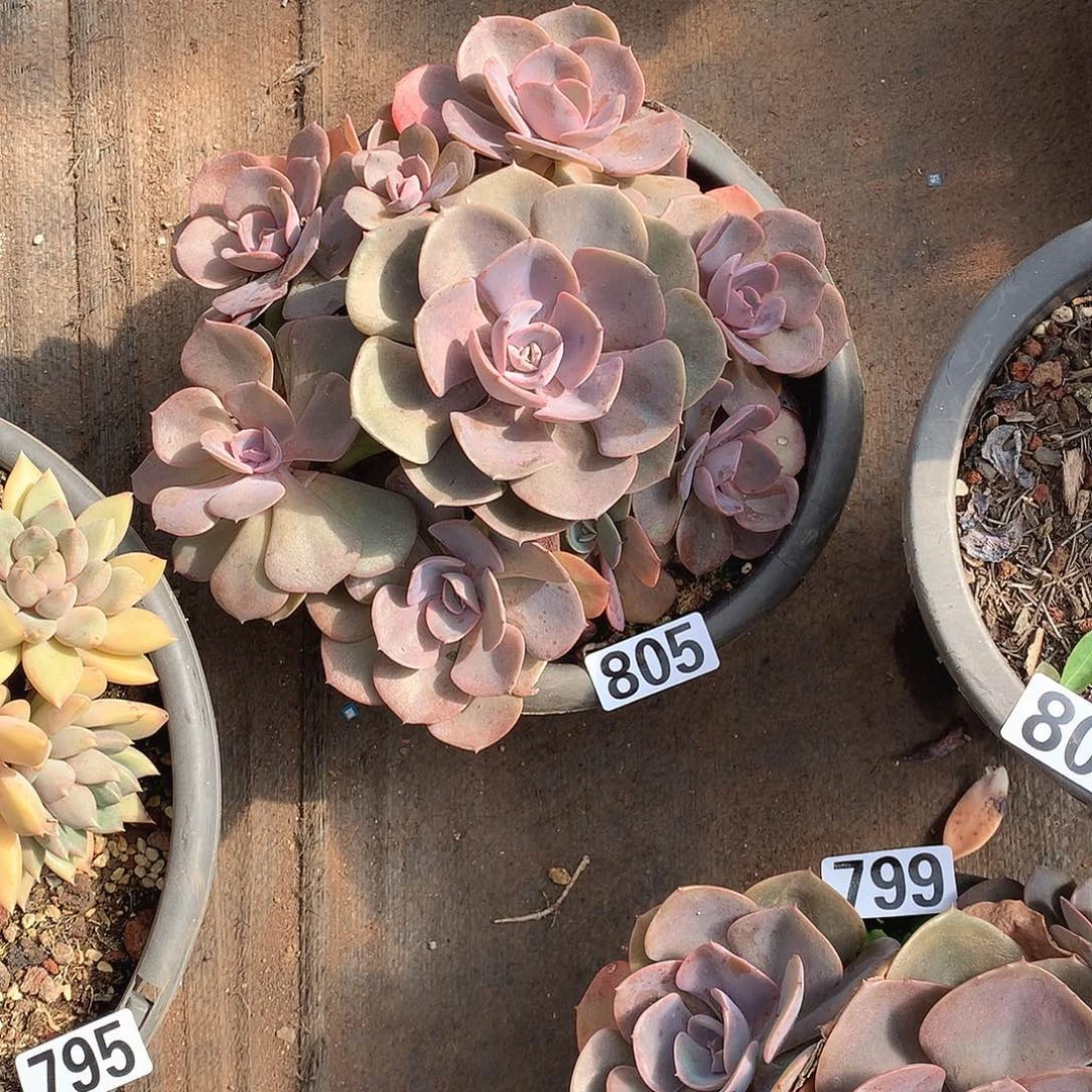 805尘埃玫瑰 一物一拍多肉