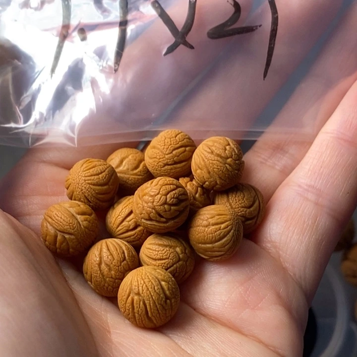 文玩核桃手串秦岭野生龙纹桃核11