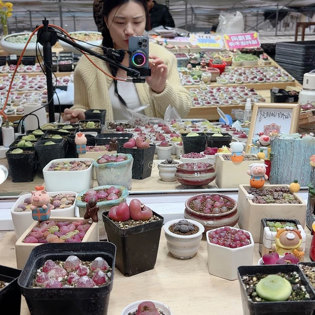 【闪购商品】f***?菠萝+大蒜头