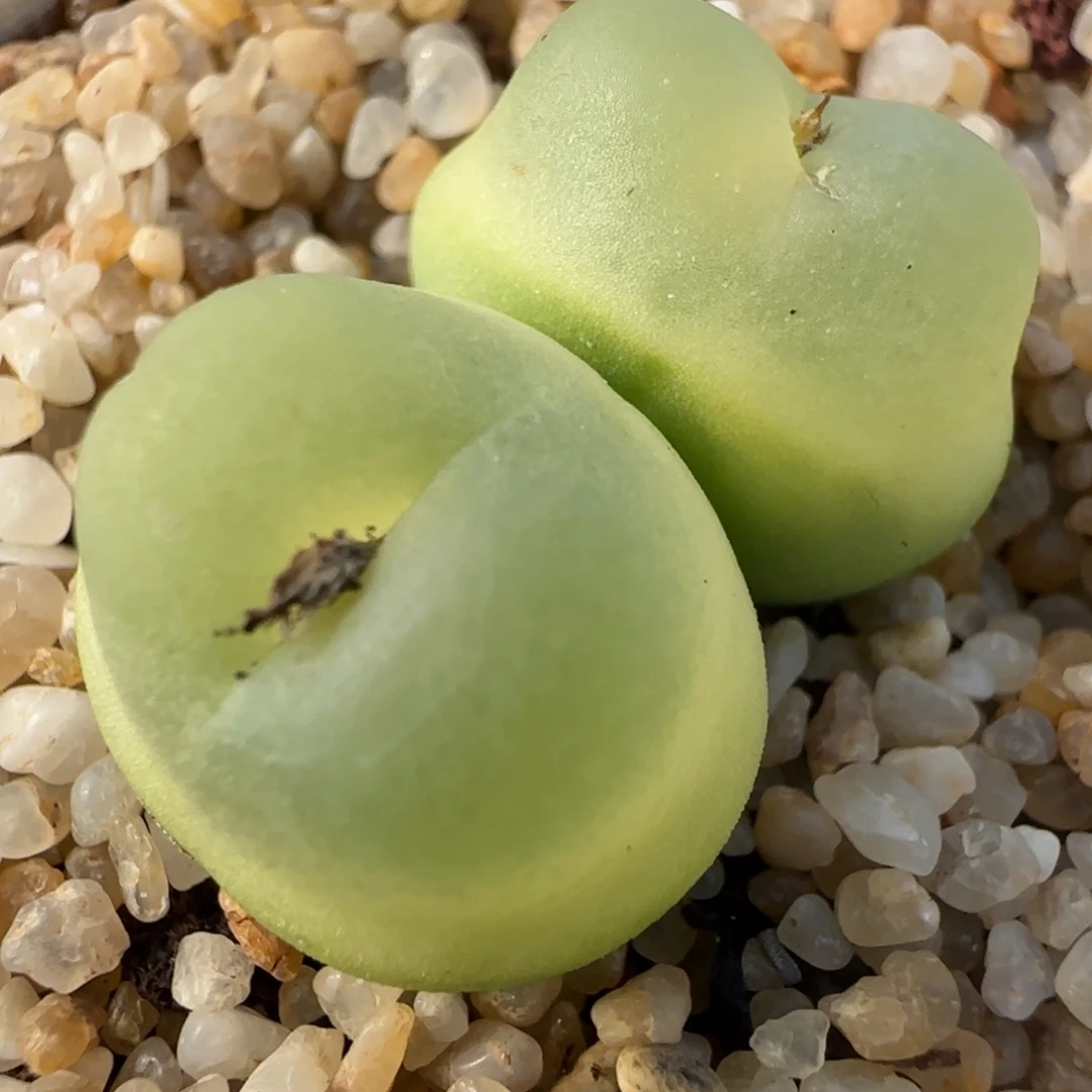 1.28多肉新年大福50号