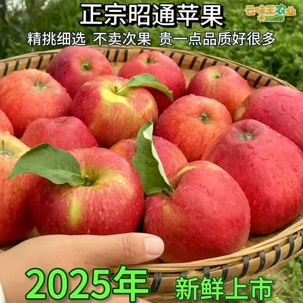 云南昭通丑苹果 一级果 商超品质富士苹果 应季水果