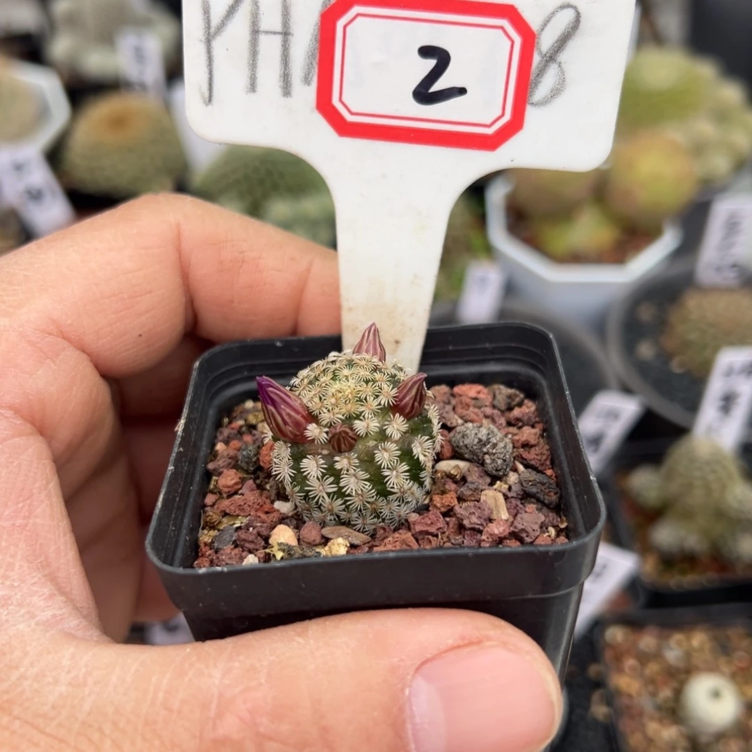 2开播福利往事多肉园仙人球开花