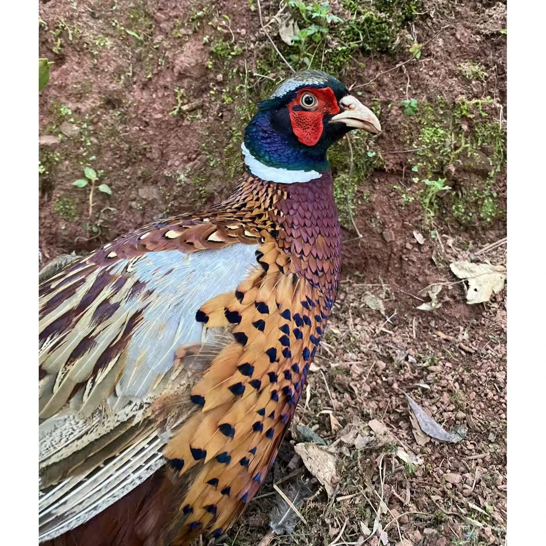 （甜甜）正宗成年七彩山鸡人工散养观赏鸡肉质鲜美 京东包邮
