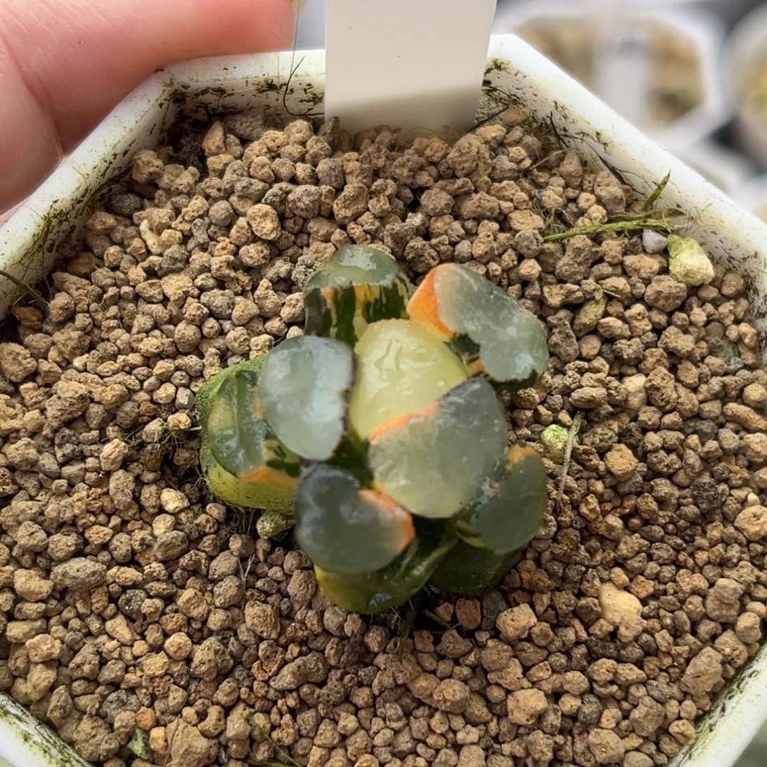 22龙门万象锦十二卷多肉