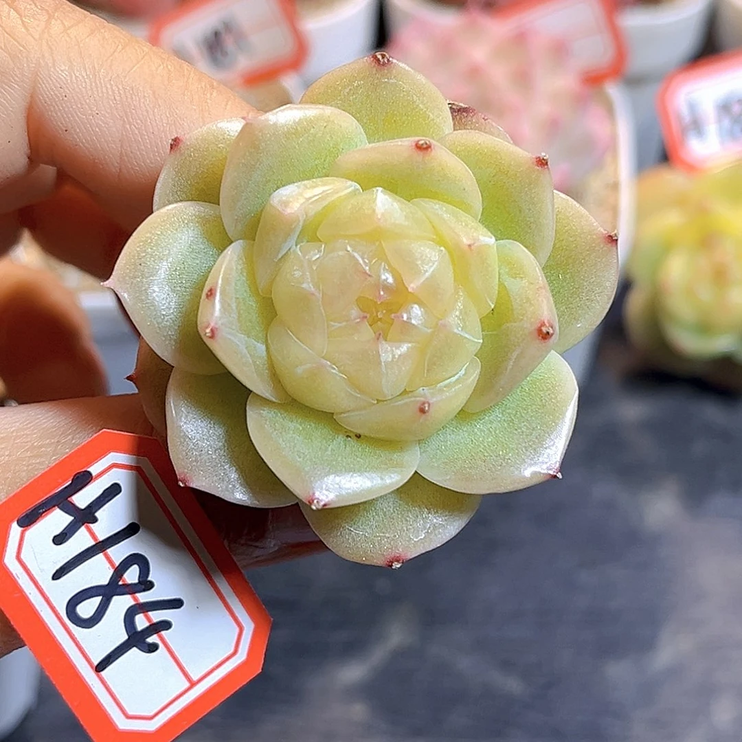 H184  绿荧珍妮满18包邮