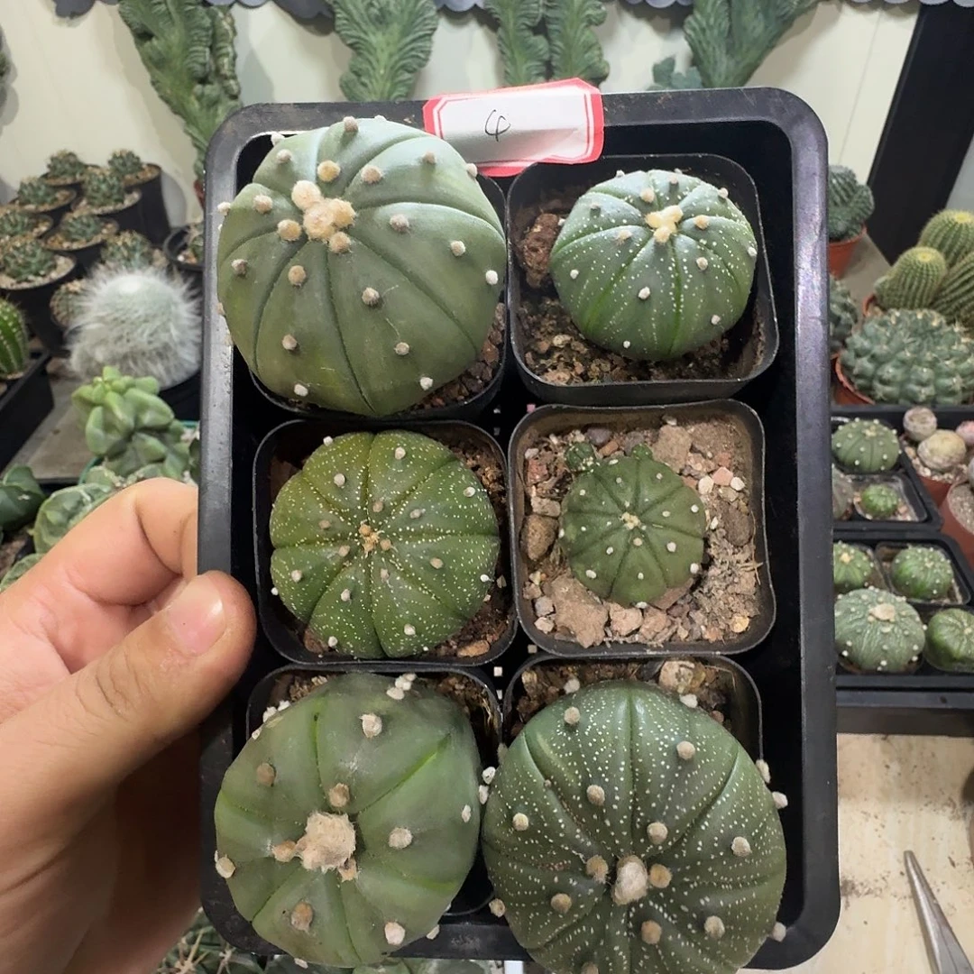 4 号六颗实生兜包邮