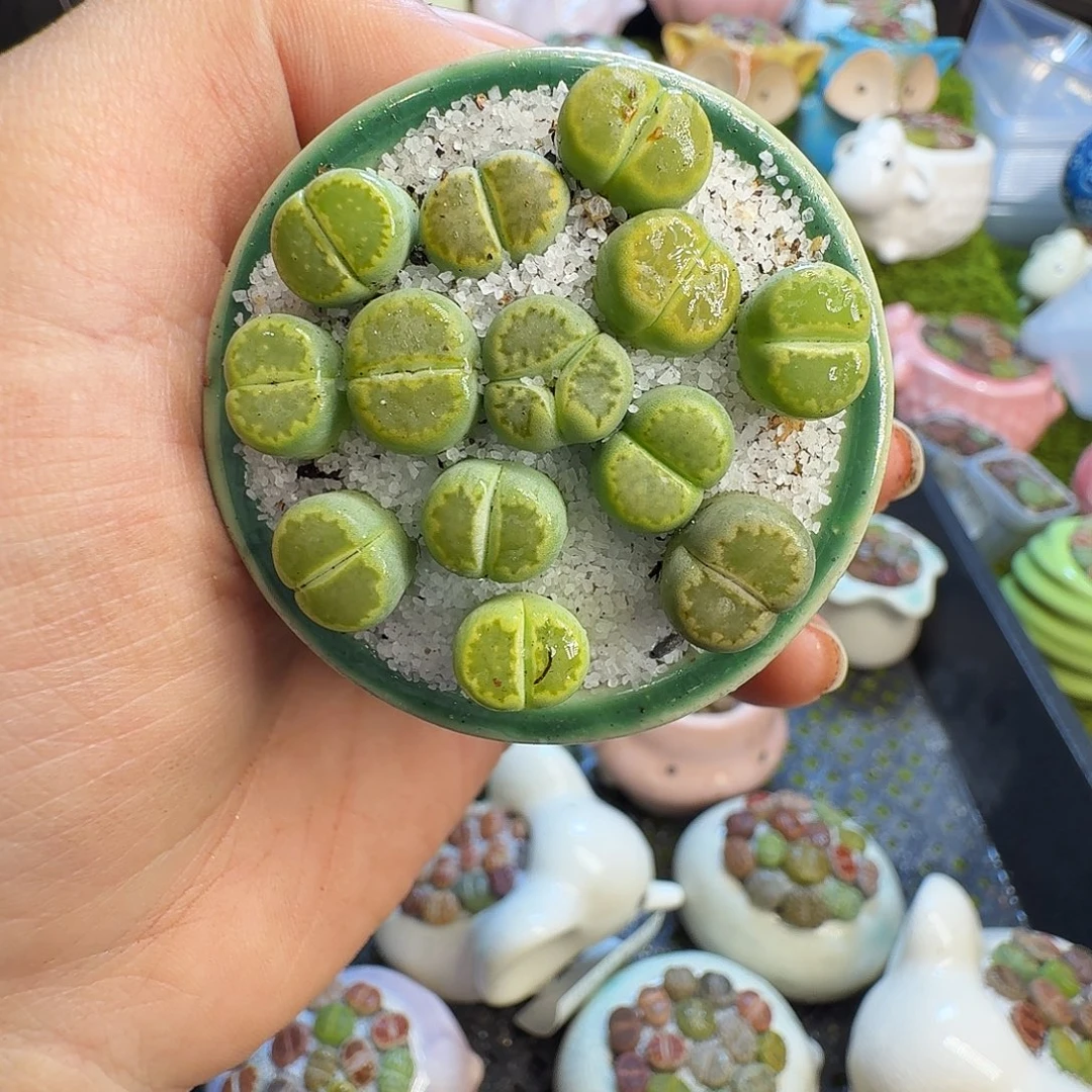 多肉植物和植物的1253