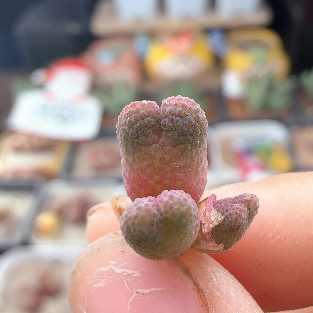 脑****觉2.22.101/955D斑马/多肉植物