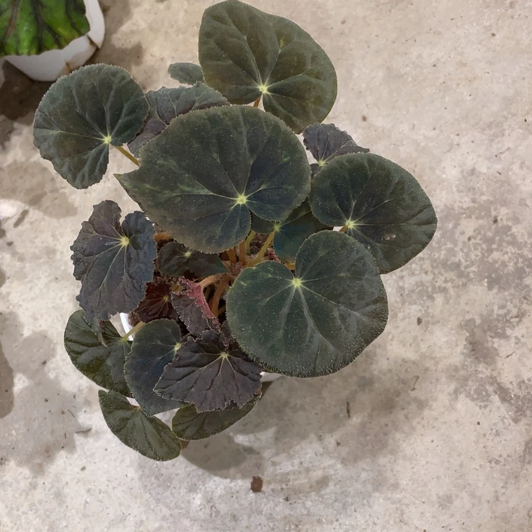 无花朵坠星秋海棠