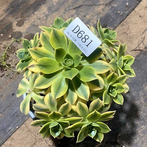 681星爆多肉法师有断枝