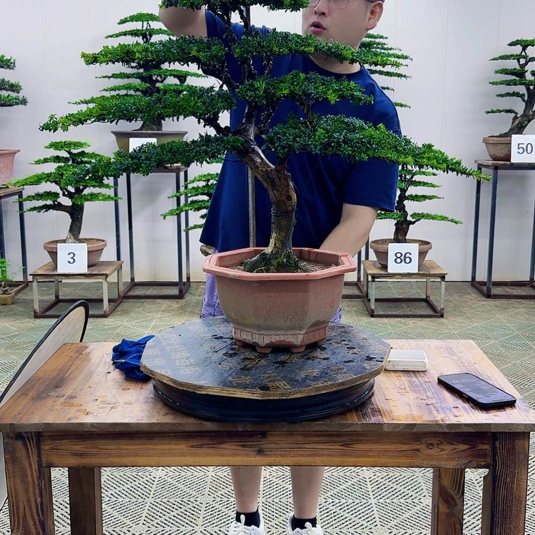 无花朵红芽罗汉松造型盆景塑料盆