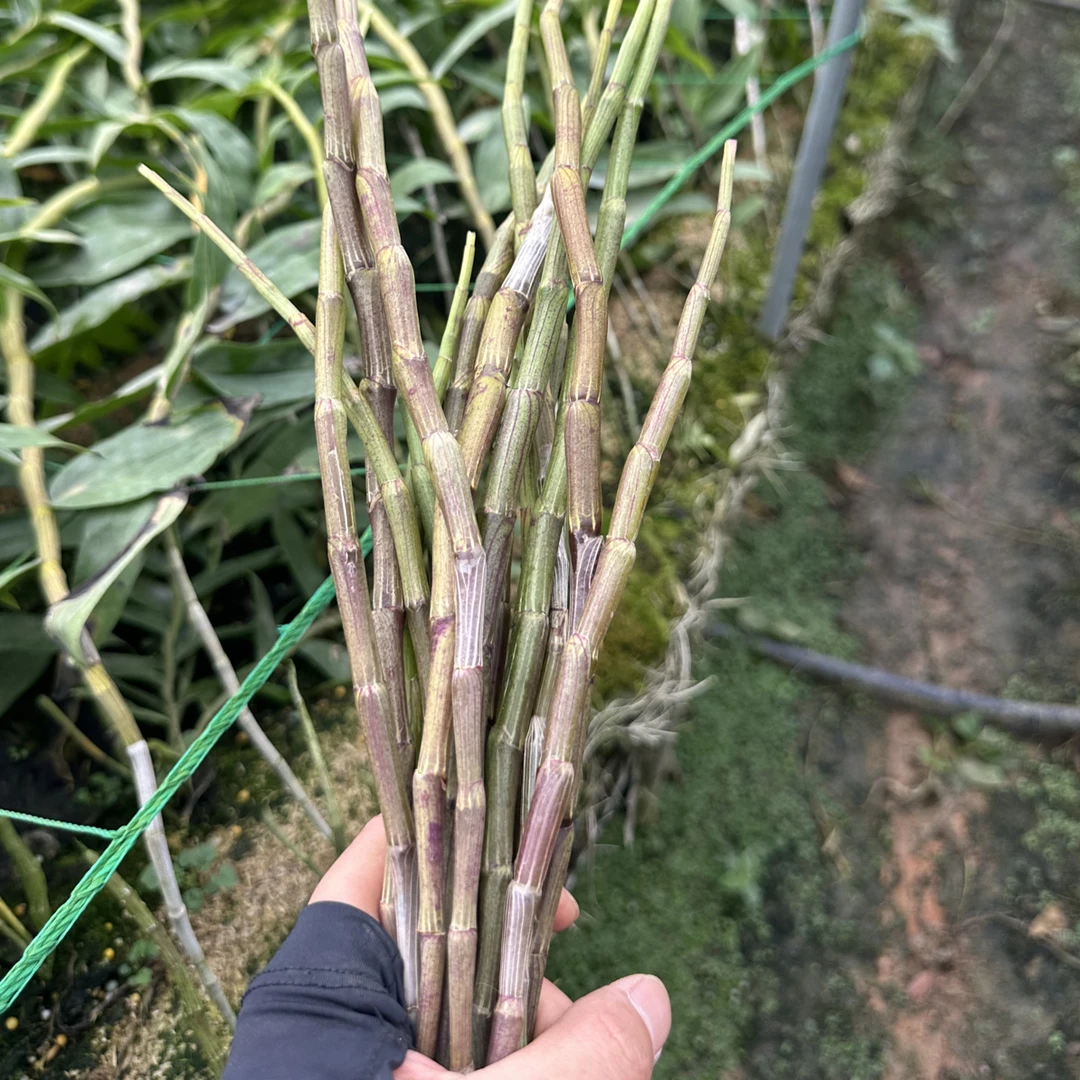 云南高山种植新鲜紫皮石斛鲜条现采现发