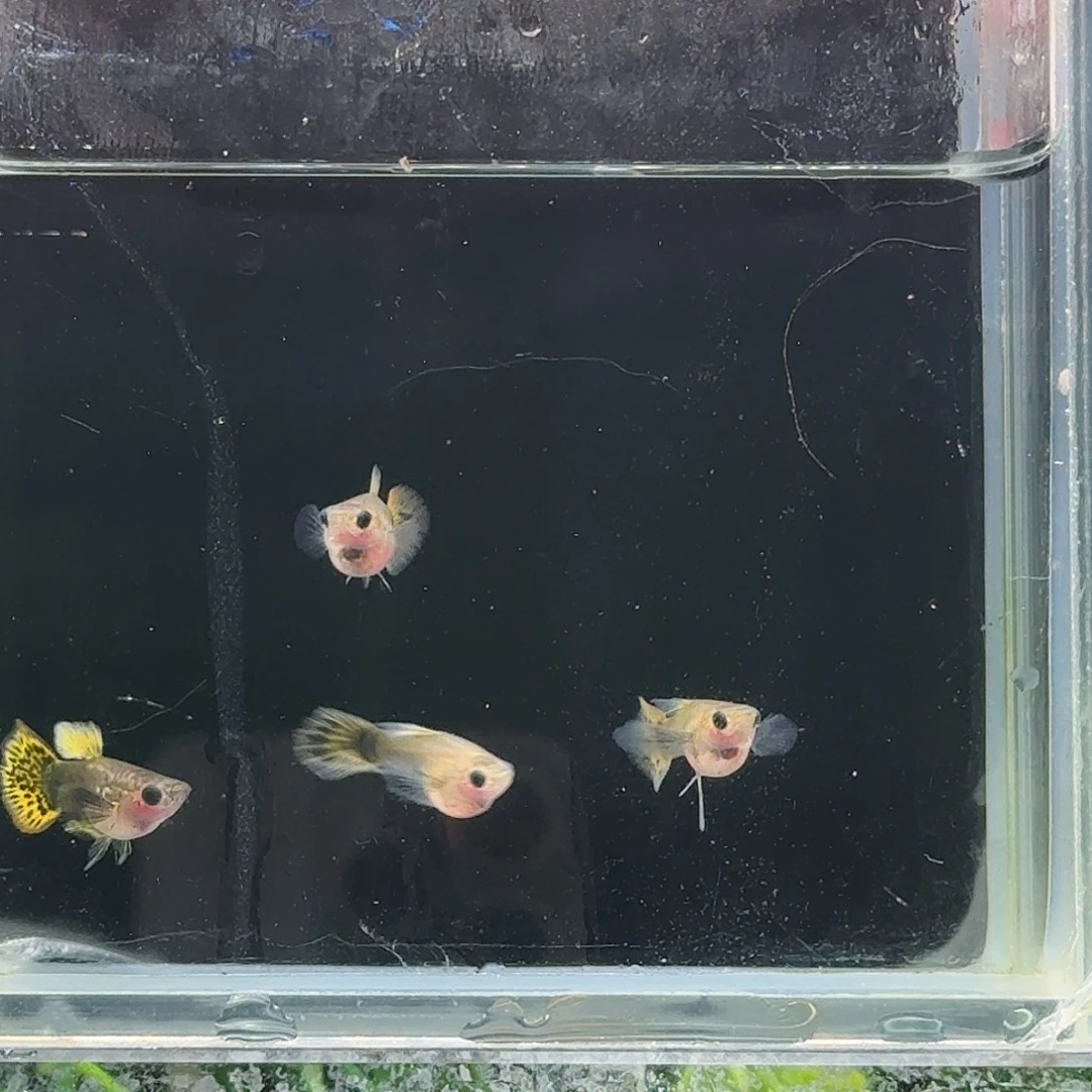 孔雀鱼小蜜蜂玻璃猫1公2c母1短母