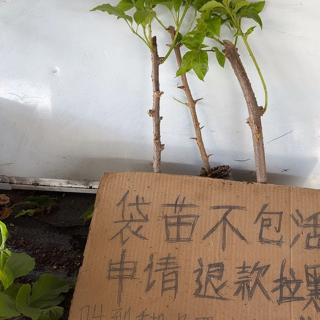 好***。无花朵袋苗盲盒两颗