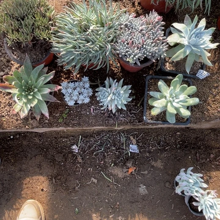 猪**手267号仙女杯8颗多肉