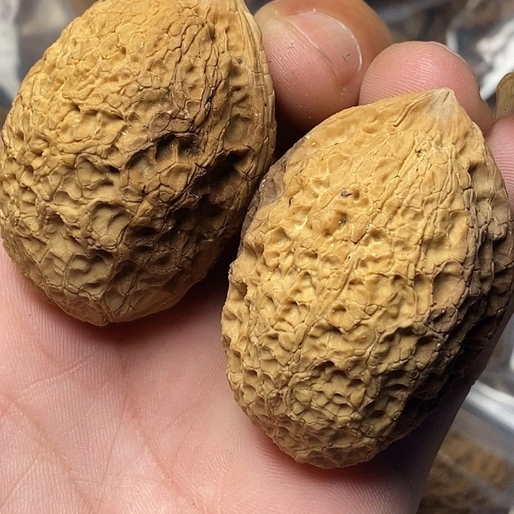 把件文玩核桃云南铁核桃78